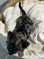 ZOEY , a female Miniature Dachshund for sale in Plymouth, IN – 5 of 5