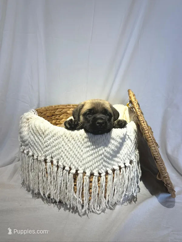 LOLA – English Mastiff puppy for sale in Plymouth, IN