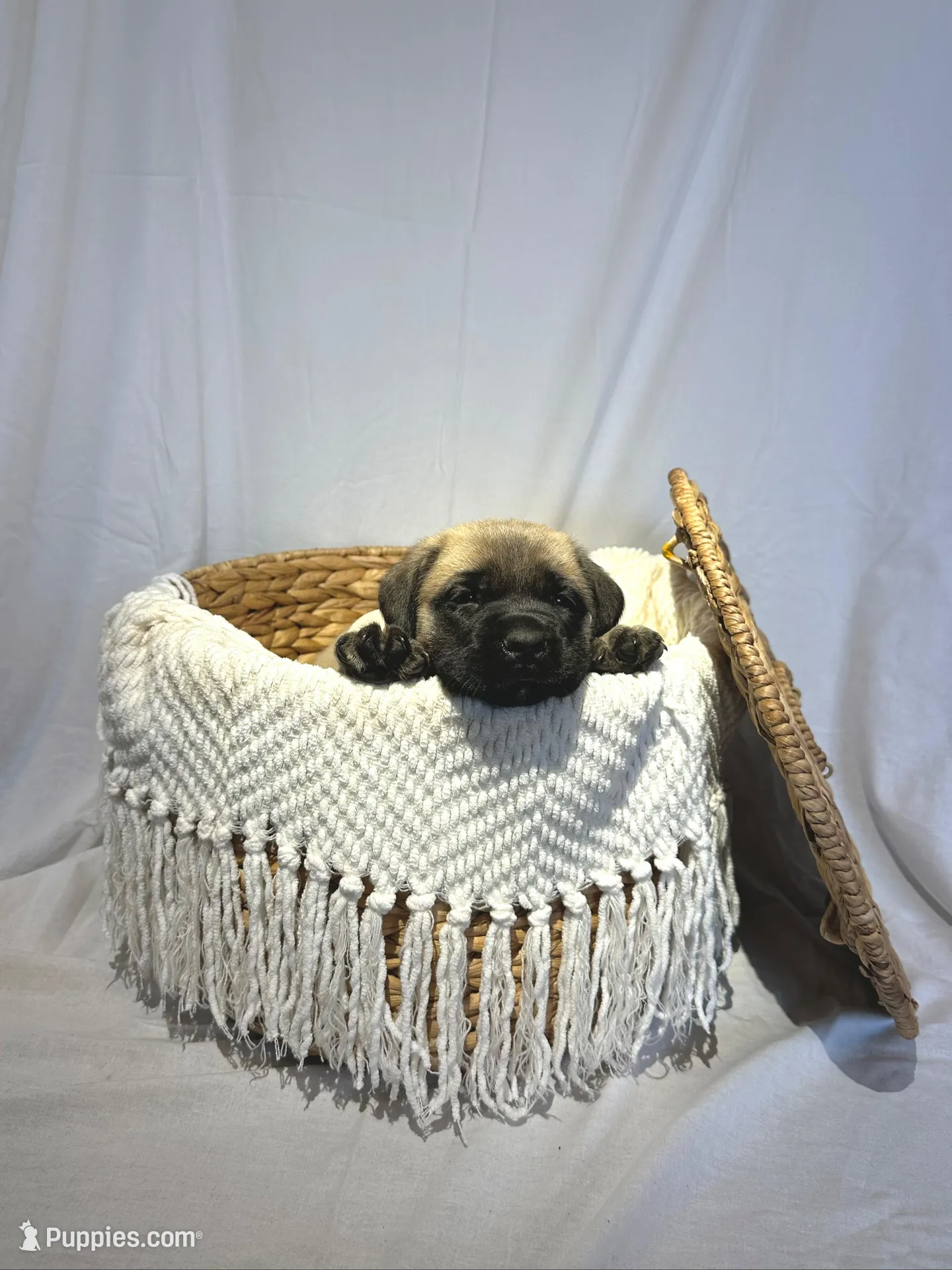 LOLA, a female English Mastiff for sale in Plymouth, IN – Photo 1 of 4