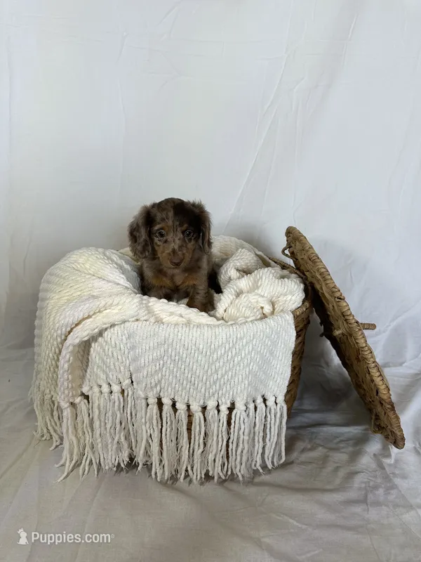 CLARA  – Miniature Dachshund puppy for sale in Plymouth, IN
