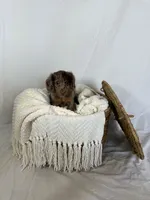 CLARA , a female Miniature Dachshund for sale in Plymouth, IN – 1 of 4