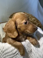 ZACK, a male Miniature Dachshund for sale in Plymouth, IN – 3 of 5