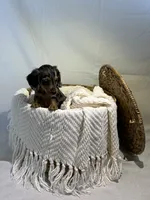 ZOEY , a female Miniature Dachshund for sale in Plymouth, IN – 2 of 5