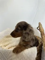 CHLOE, a female Miniature Dachshund for sale in Plymouth, IN – 2 of 4