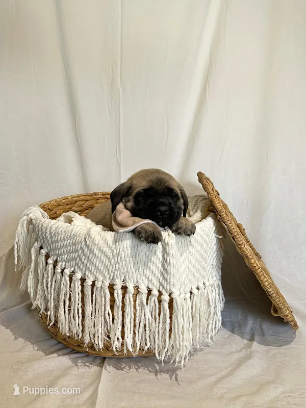 LAYLA – English Mastiff puppy for sale in Plymouth, IN
