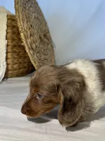 BENTLEY , a male Miniature Dachshund for sale in Plymouth, IN – 4 of 5