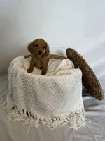 MAX, a male Miniature Dachshund for sale in Plymouth, IN – 2 of 5