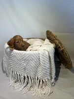 ZACK, a male Miniature Dachshund for sale in Plymouth, IN – 2 of 5