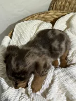 DAISY, a female Miniature Dachshund for sale in Plymouth, IN – 5 of 5