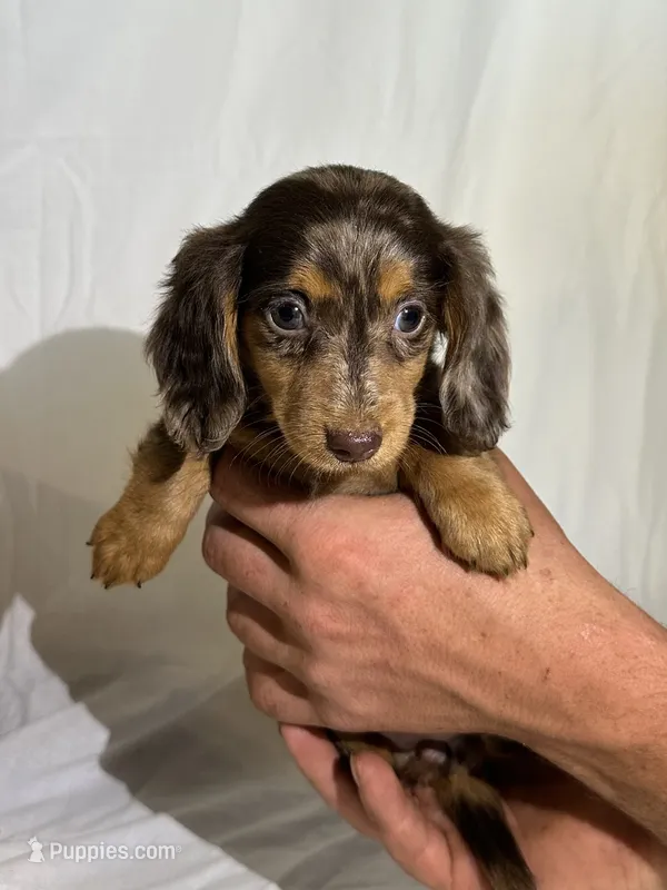 DAISY – Miniature Dachshund puppy for sale in Plymouth, IN