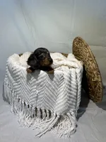 ZARA, a female Miniature Dachshund for sale in Plymouth, IN – 2 of 5