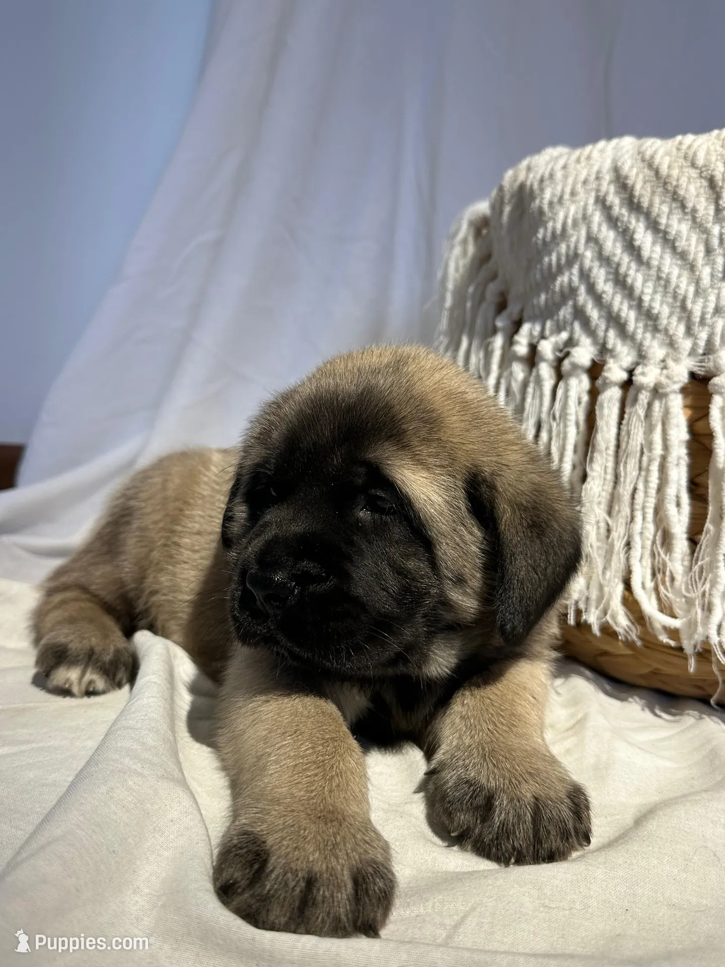 LARA, a female English Mastiff for sale in Plymouth, IN – Photo 2 of 4