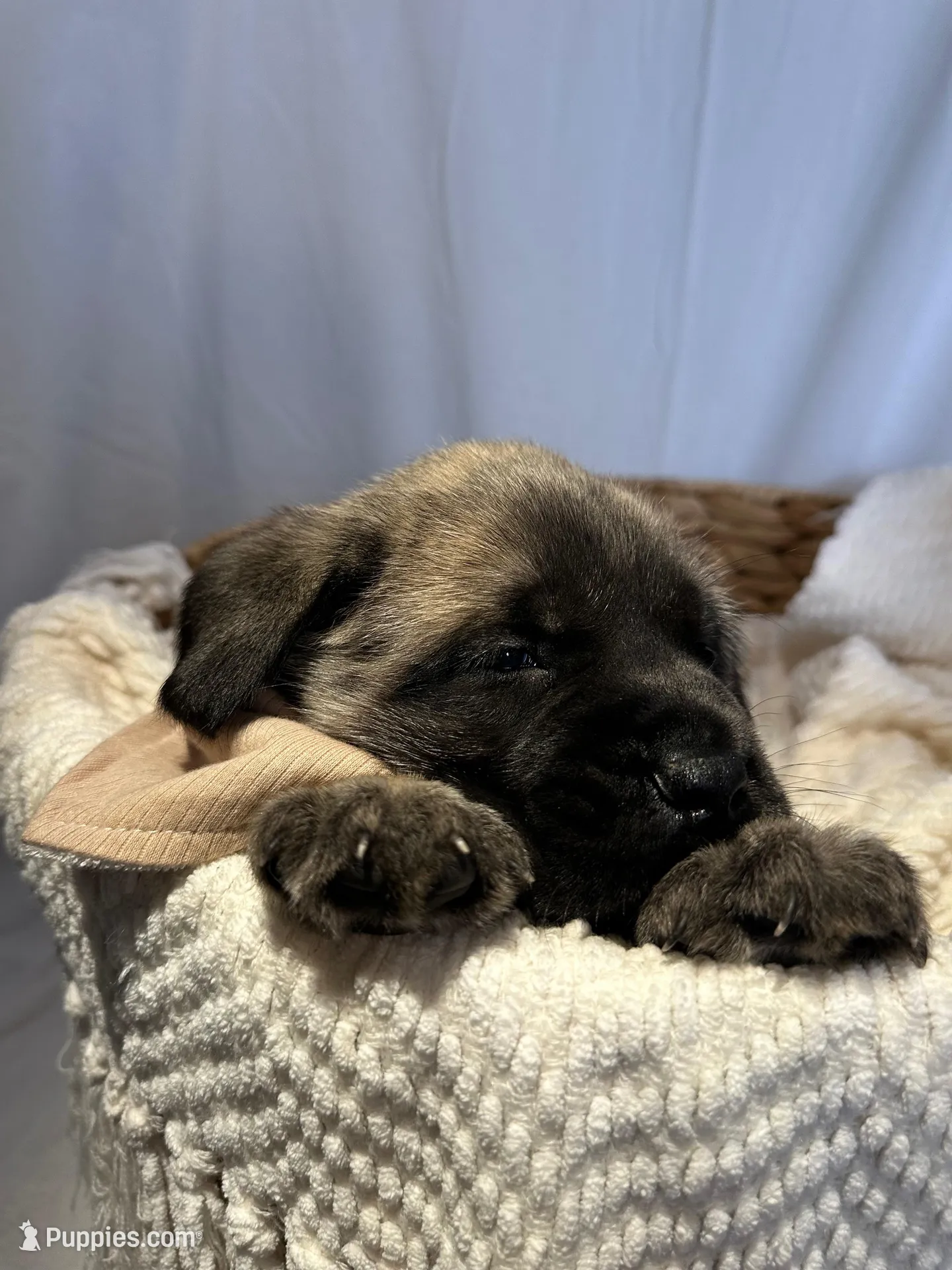 LARA, a female English Mastiff for sale in Plymouth, IN – Photo 3 of 4