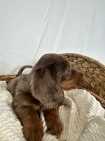 CLAY, a male Miniature Dachshund for sale in Plymouth, IN – 2 of 4