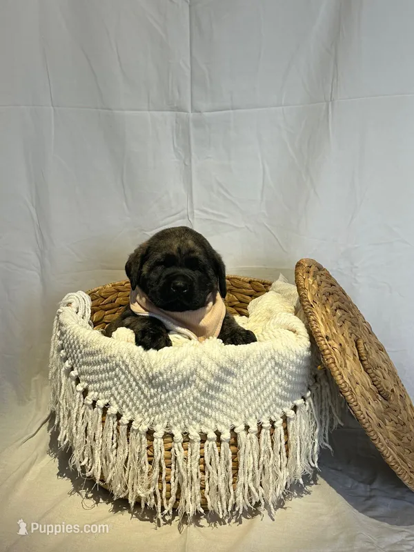 LEO  – English Mastiff puppy for sale in Plymouth, IN