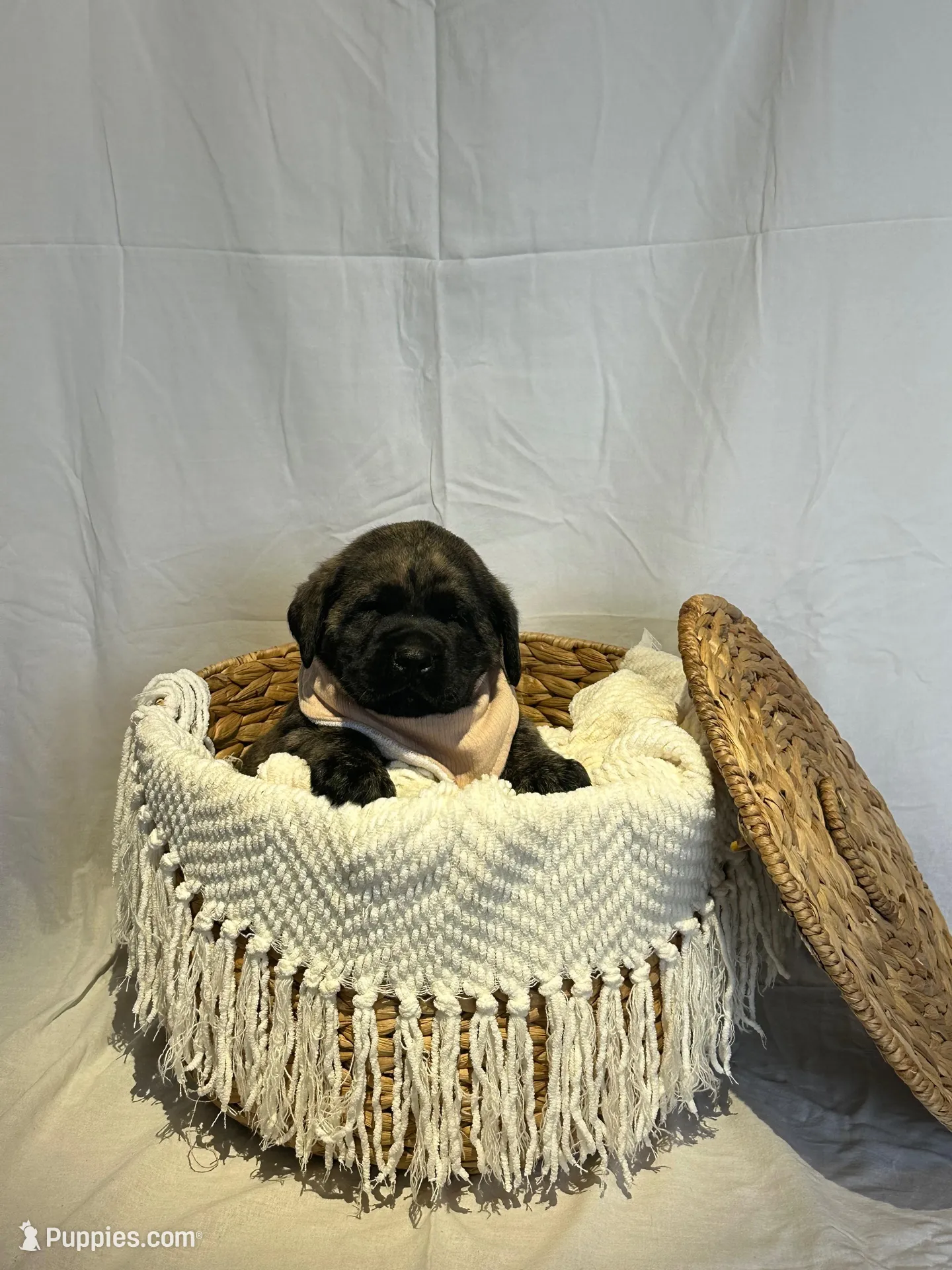 LEO , a male English Mastiff for sale in Plymouth, IN – Photo 1 of 4