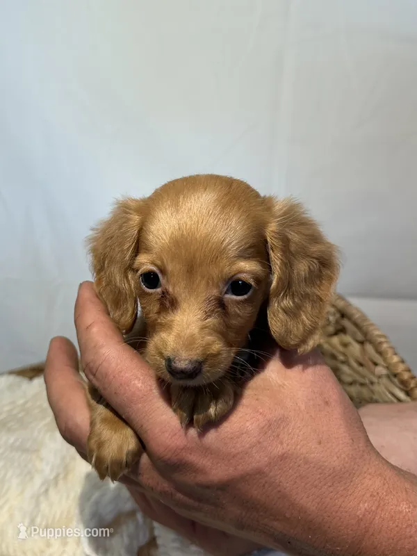 ZENDAYA  – Miniature Dachshund puppy for sale in Plymouth, IN