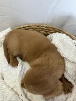 CLARK , a male Miniature Dachshund for sale in Plymouth, IN – 4 of 4