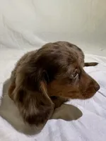 DAKOTA, a male Miniature Dachshund for sale in Plymouth, IN – 3 of 5
