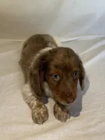 BENTLEY , a male Miniature Dachshund for sale in Plymouth, IN – 3 of 5