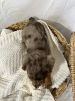 CLARA , a female Miniature Dachshund for sale in Plymouth, IN – 4 of 4