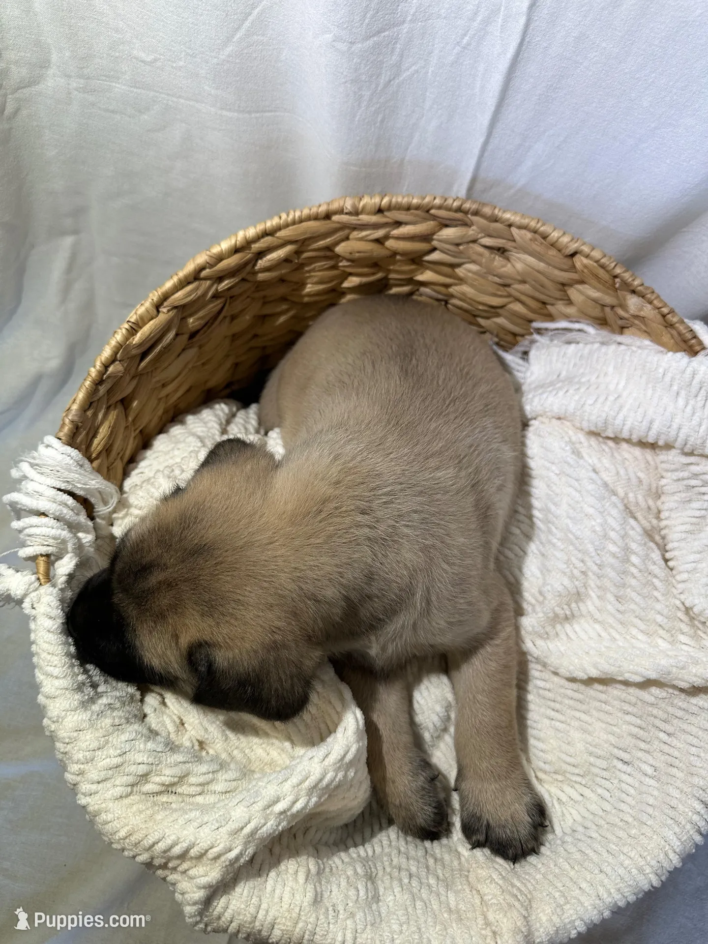 LAYLA, a female English Mastiff for sale in Plymouth, IN – Photo 4 of 4