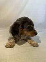 BELLA , a female Miniature Dachshund for sale in Plymouth, IN – 4 of 5
