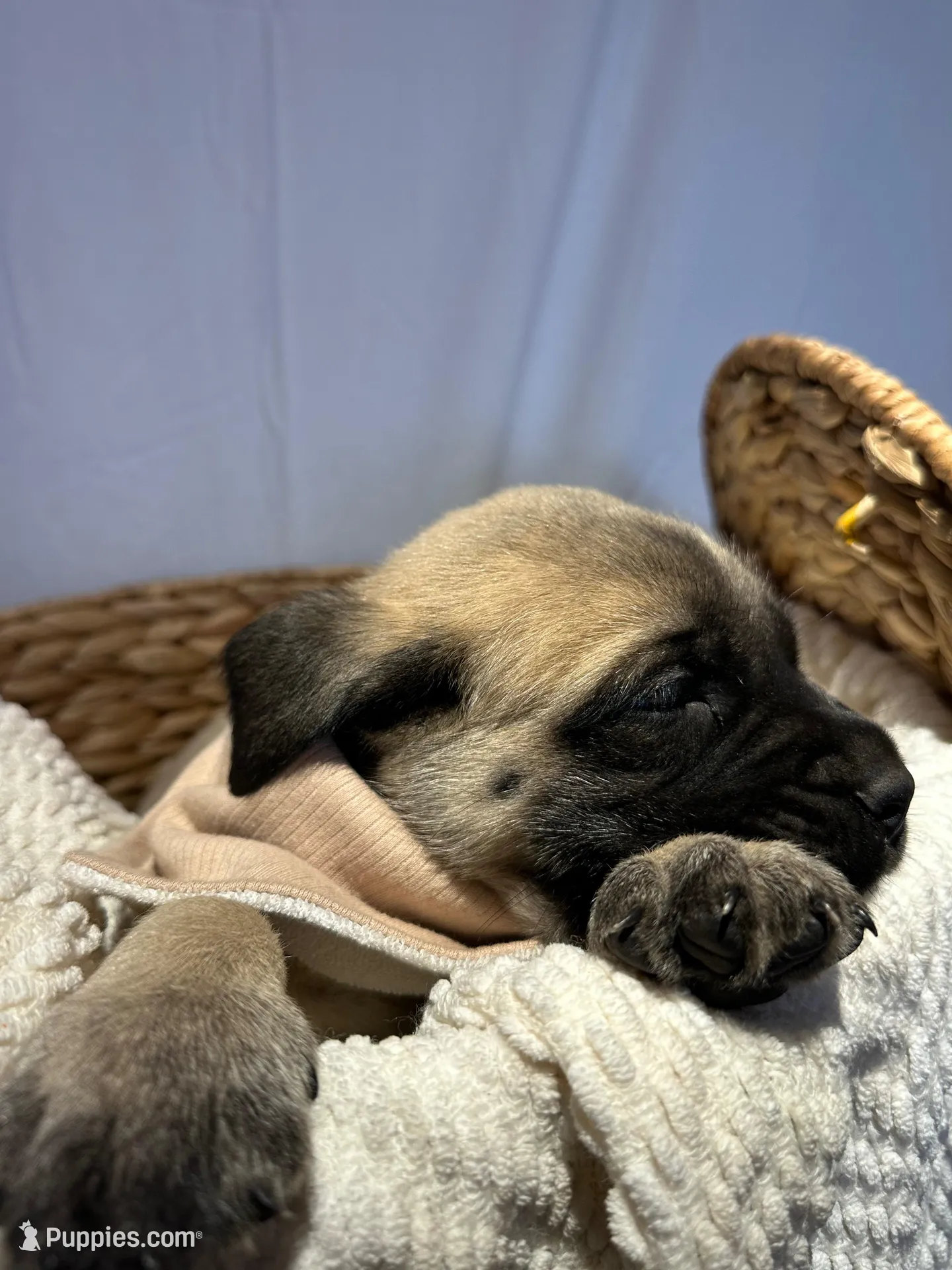 LOLA, a female English Mastiff for sale in Plymouth, IN – Photo 2 of 4