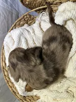 DAKOTA, a male Miniature Dachshund for sale in Plymouth, IN – 5 of 5