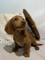 MILTON , a male Miniature Dachshund for sale in Plymouth, IN – 4 of 5