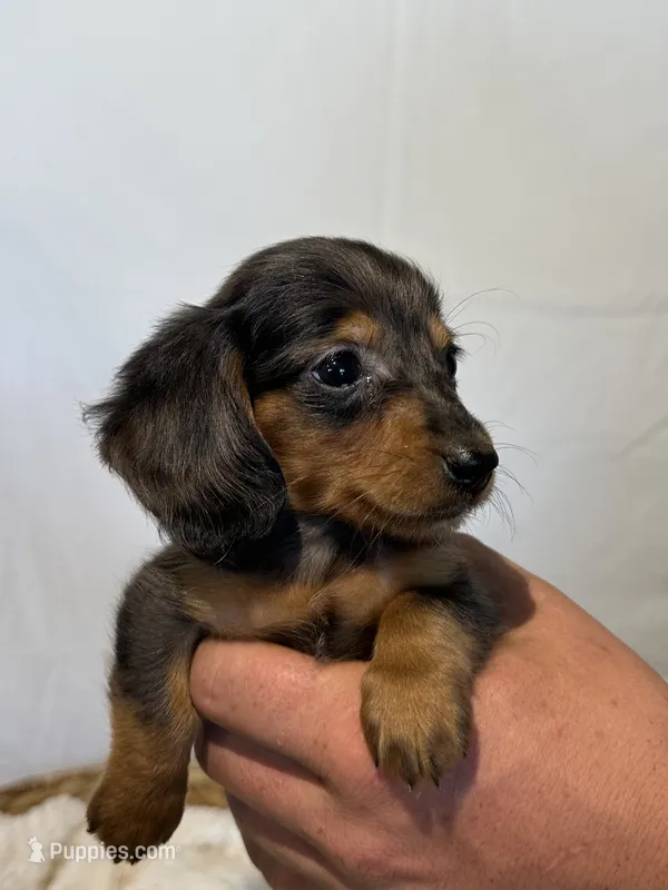 ZARA – Miniature Dachshund puppy for sale in Plymouth, IN