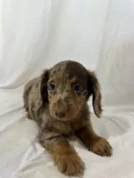 CLARA , a female Miniature Dachshund for sale in Plymouth, IN – 3 of 4