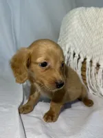 ZION , a male Miniature Dachshund for sale in Plymouth, IN – 4 of 5