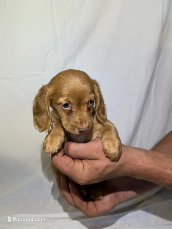 DAHLIA – Miniature Dachshund puppy on hold in Plymouth, IN