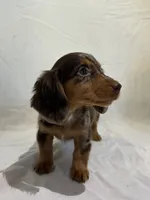 DAISY, a female Miniature Dachshund for sale in Plymouth, IN – 4 of 5