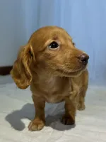 ZACK, a male Miniature Dachshund for sale in Plymouth, IN – 4 of 5
