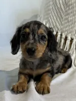 ZOEY , a female Miniature Dachshund for sale in Plymouth, IN – 4 of 5
