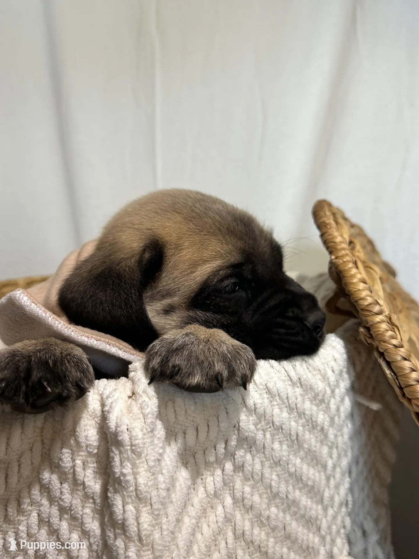 LAYLA, a female English Mastiff for sale in Plymouth, IN – Photo 2 of 4