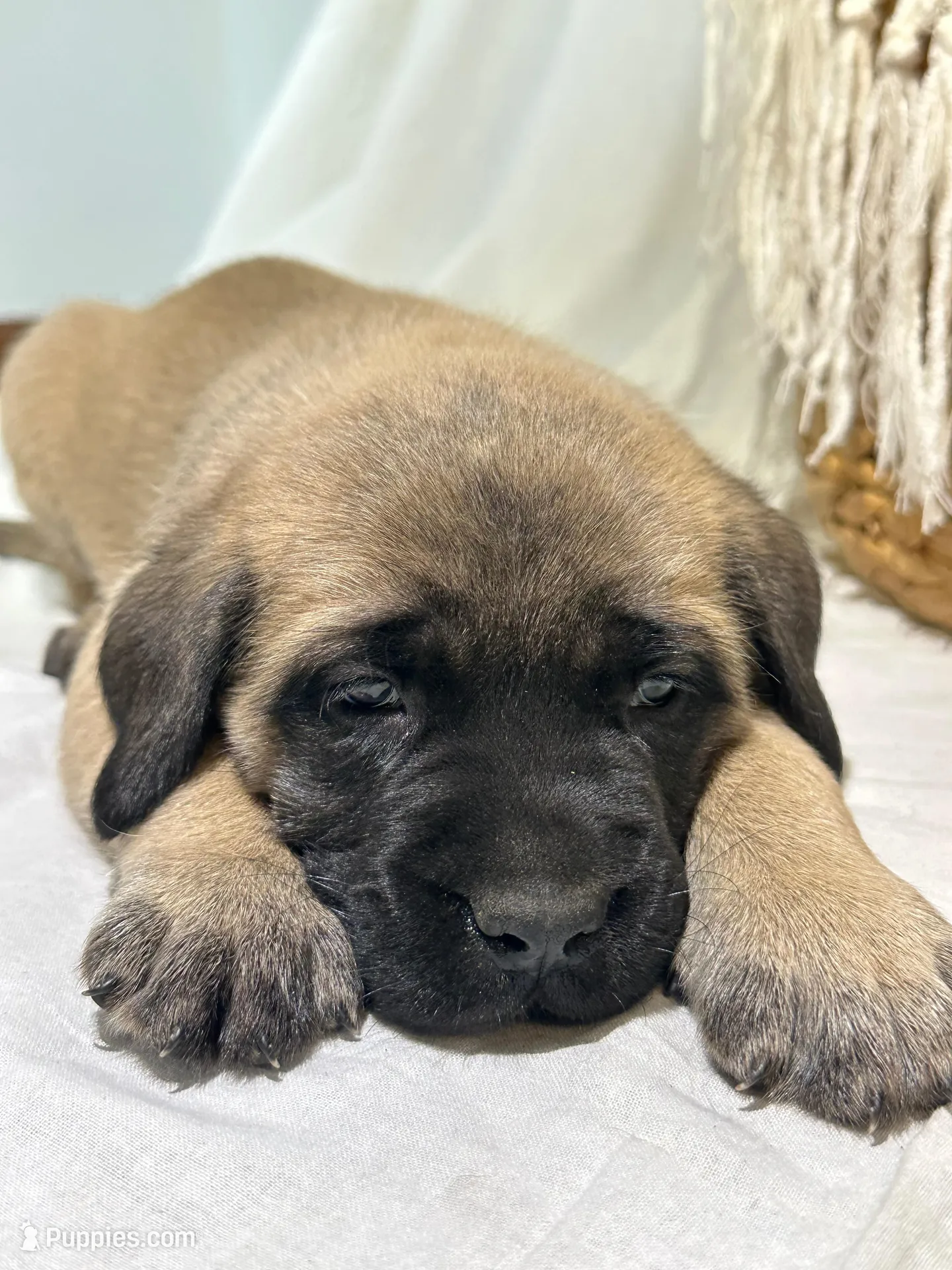 LAYLA, a female English Mastiff for sale in Plymouth, IN – Photo 3 of 4