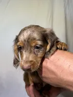 DAKOTA, a male Miniature Dachshund for sale in Plymouth, IN – 1 of 5