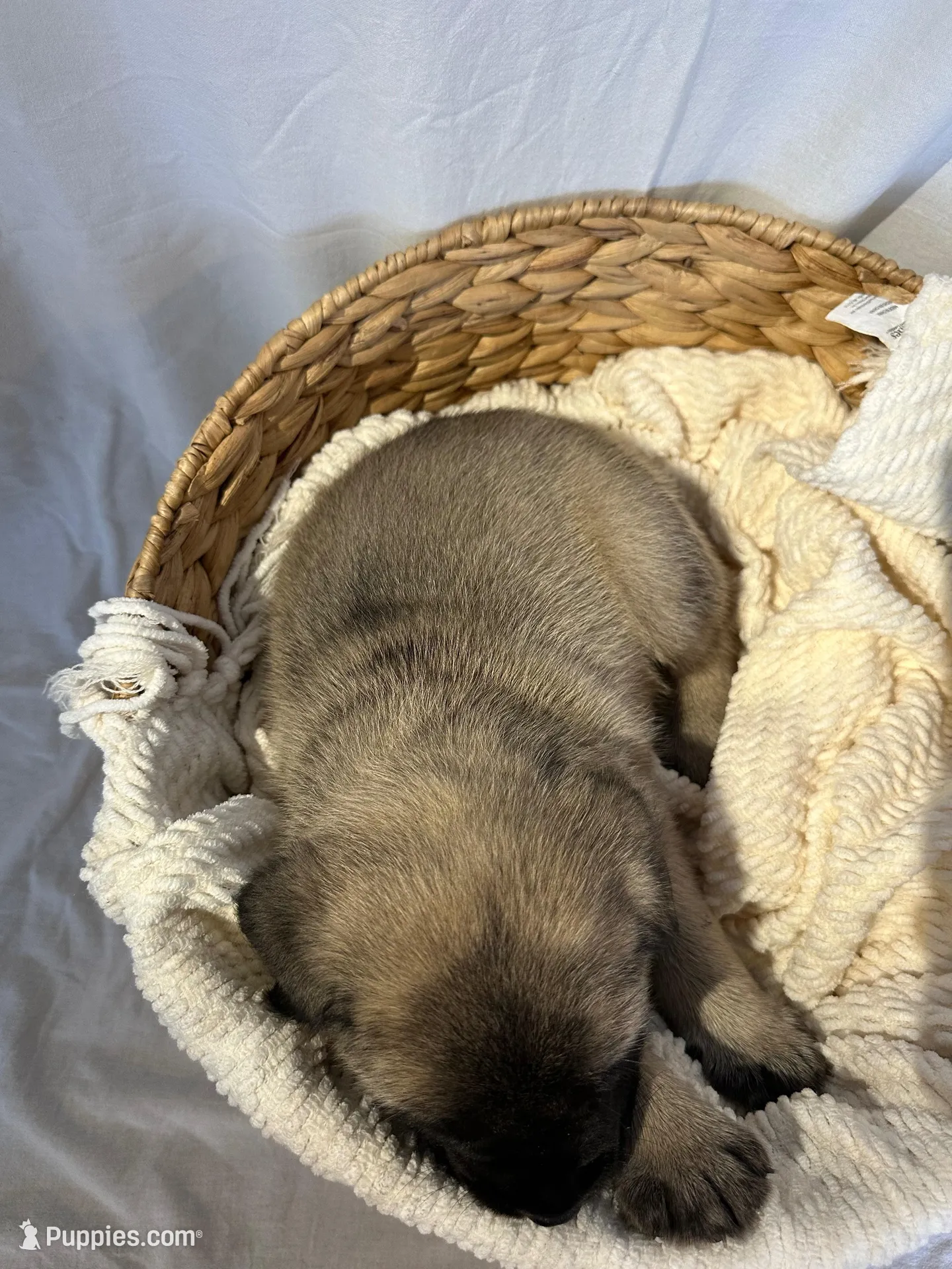 LARA, a female English Mastiff for sale in Plymouth, IN – Photo 4 of 4