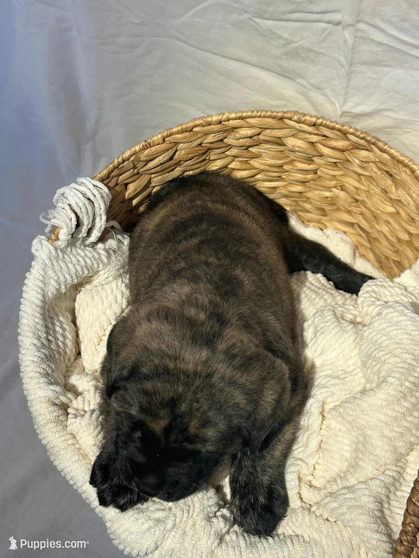 LEO , a male English Mastiff for sale in Plymouth, IN – Photo 4 of 4