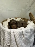 DAKOTA, a male Miniature Dachshund for sale in Plymouth, IN – 2 of 5