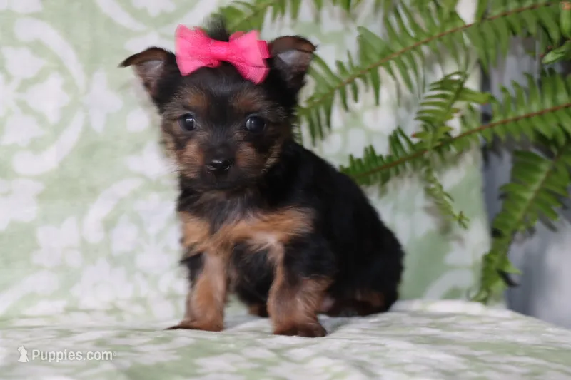 Allie – Yorkshire Terrier puppy for sale in Nappanee, IN