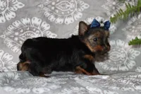 Bailey, a female Yorkshire Terrier for sale in Nappanee, IN – 3 of 4