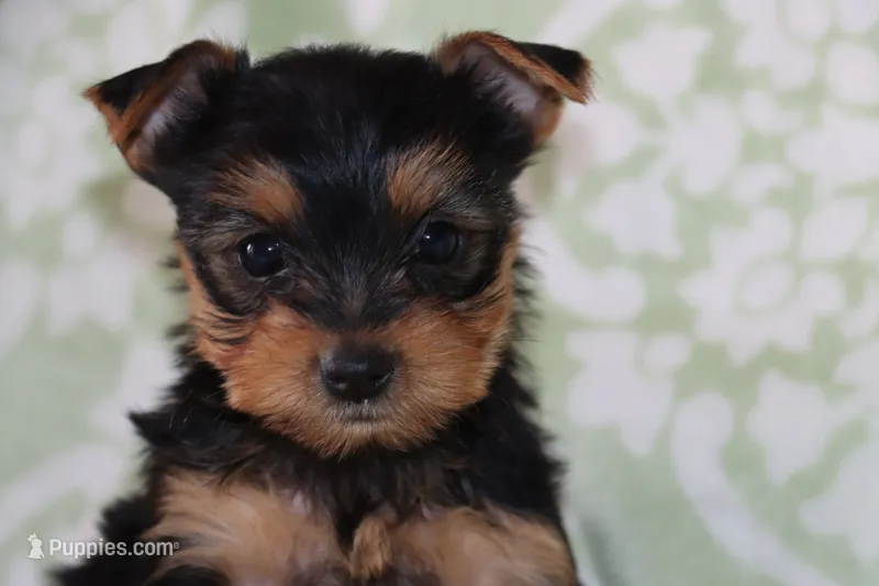 Alice  – Yorkshire Terrier puppy for sale in Nappanee, IN