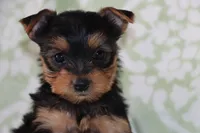 Alice , a female Yorkshire Terrier for sale in Nappanee, IN – 1 of 4