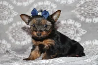 Bailey, a female Yorkshire Terrier for sale in Nappanee, IN – 1 of 4
