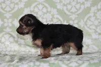 Annie, a female Yorkshire Terrier for sale in Nappanee, IN – 3 of 4