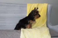 Angie, a female Yorkshire Terrier for sale in Nappanee, IN – 4 of 4